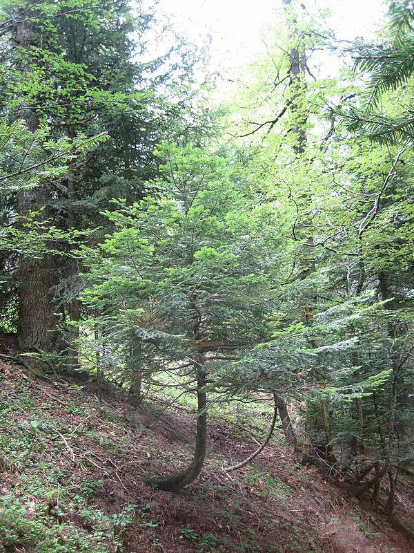 Gravitropism maintains vertical orientation of these trees. These trees, typical of those in steep subalpine environments, are covered by deep snow in