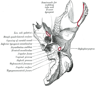 Carotid canal Hole in the temporal bone in the skull for the internal carotid artery to enter the skull