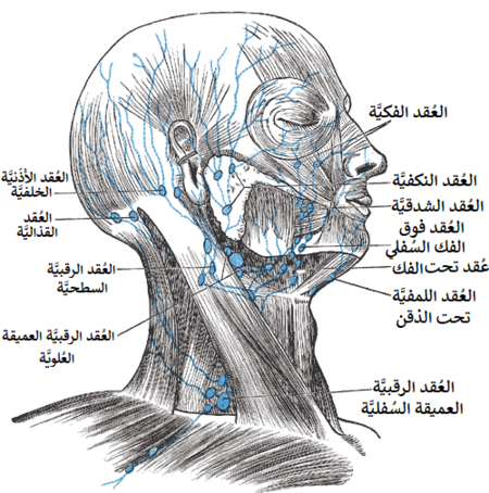 العقد والأوعية اللمفية في الرأس والعنق.