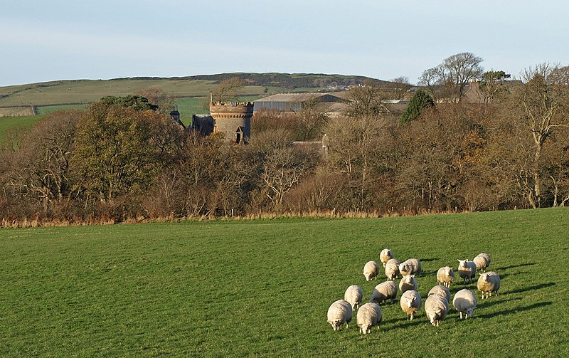 File:Grazing Sheep, Penkill Castle (geograph 2080287).jpg