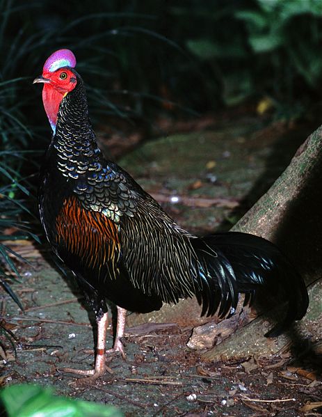 File:Green Junglefowl (Gallus varius) (7936877492).jpg