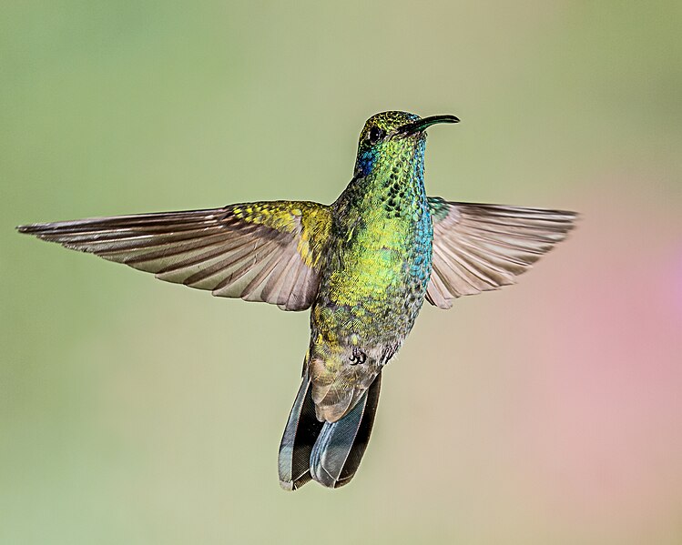 File:Green Violetear Hummingbird (28271838153).jpg