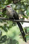 Green billed Malkoha (Phaenicophaeus tristis)