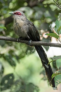 Green-billed malkoha Species of bird