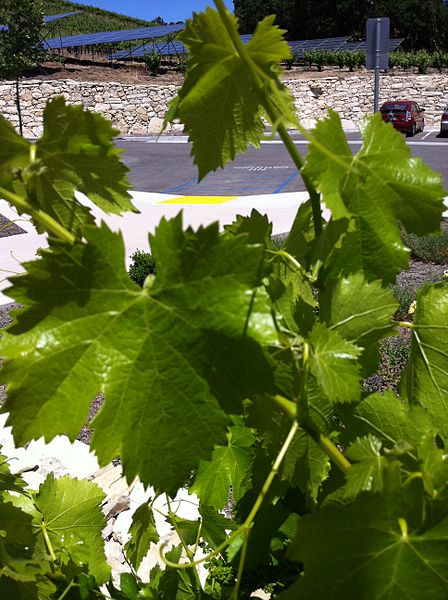 File:Grenache leaf.jpg