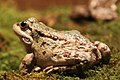 Grenouille rieuse au palais de la découverte.JPG