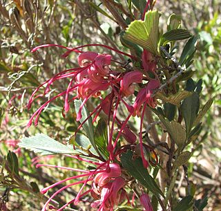 <i>Grevillea pectinata</i> Species of shrub in the family Proteaceae endemic to Western Australia