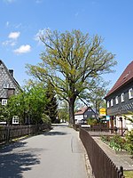 Stiel-Eiche an der Teichstraße 27