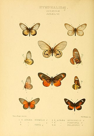 <i>Acraea quirinalis</i> Species of butterfly