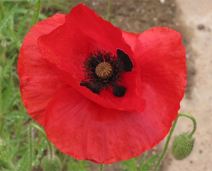 File:Grote klaproos zwarte vlekken Papaver rhoeas.jpg