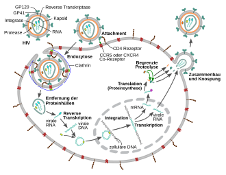 Hiv: Struktur und Aufbau des HI-Virus, Geschichte, Einteilung und Systematik