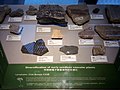 HKU 香港大學 Stephen Hui Geological Museum 許士芬地質博物館 Late Paleozoic 晚古生代 seedless plants rocks Oct 2016 Lnv 01.jpg