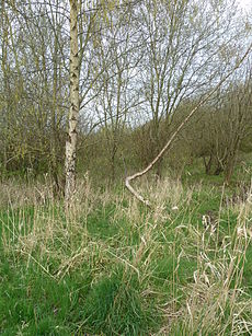 Habitat in Ireland. HabitatHilden (14).JPG