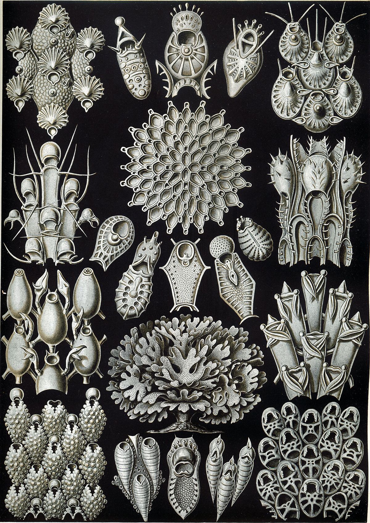 File Haeckel Bryozoa 33 Jpg Wikimedia Commons