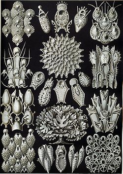 Haeckel Bryozoa 33.jpg