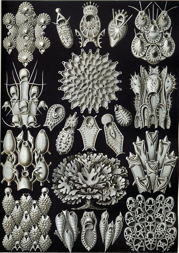 Haeckel Bryozoa 33