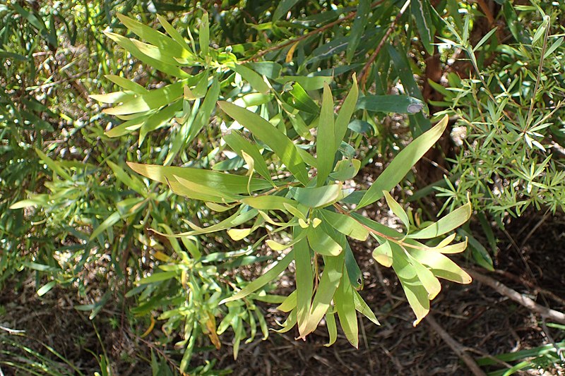 File:Hakea salicifolia kz3.jpg