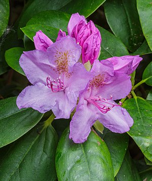 Half-opened flower of Rhododendron ponticum