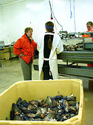 Women working in a modern fish factory in Halteyri, Iceland