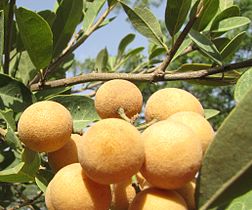 Fruit of hanza, Zinder, Republic of Niger