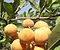 Hanza fruits and leaves Zinder Republic of Niger.JPG