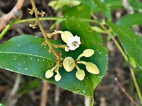 Flower and flower buds