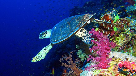 Hawksbill sea turtle in the Elphinstone Reef