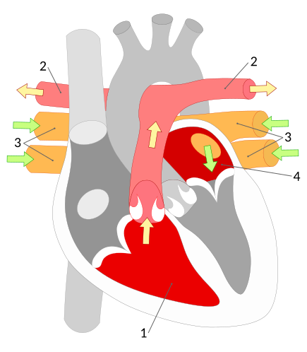 File:Heart. Pulmonary circulation (blood) * Corazón. Circuito pulmonar (sangre).svg