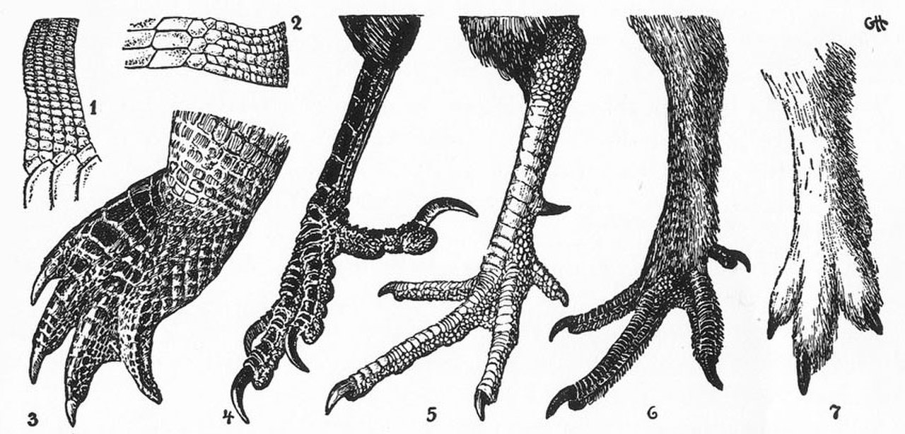 Ноги птиц. Роговые чешуйки на ногах у птиц. Роговые чешуйки птиц на цевке. Строение лапы курицы. Лапы птиц.