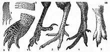 Heilmann's comparative illustrations of the feet and scale shields of various extant birds and reptiles Heilmann fig102.jpg