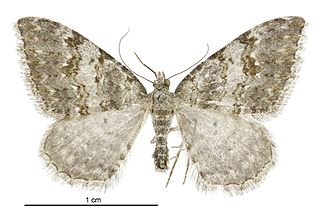 <i>Helastia christinae</i> Species of moth endemic to New Zealand