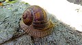 Helix pomatia or Roman snail in Yerevan 01.jpg