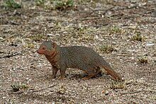 Mongoose Wikipedia