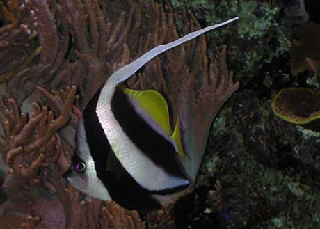 Schooling bannerfish