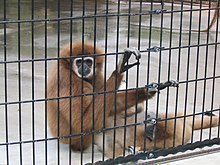 Lar gibbon Henry Vilas Zoo IMG 2393.jpg