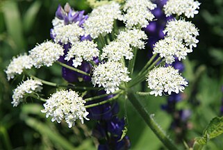 Cow parsnip (Heracleum lanatum) flowers close