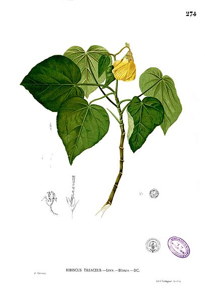 File:Hibiscus tiliaceus Blanco2.274.jpg