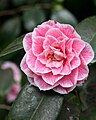 Saint-Goazec, parc du château de Trévarez : fleur de camellia japonica "Hikarugenji" (Souvenir de Henri Guichard)
