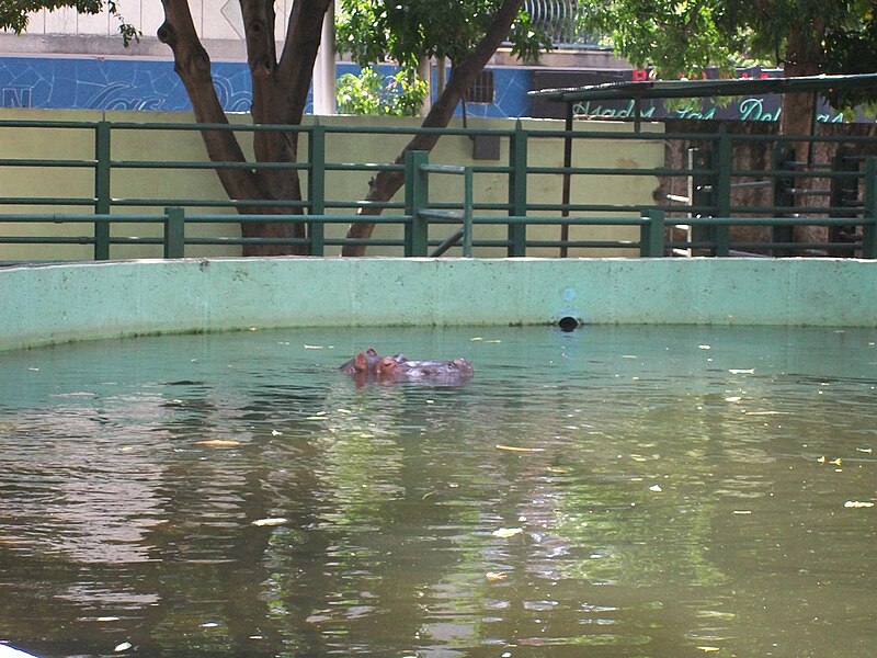 File:Hippopotamus Maracay Zoo.jpg