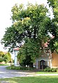 Čeština: Chráněná lípa u kostela v Hořátvi English: Protected lime tree in Hořátev, Czech Republic.