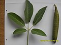 Femkoblet blad og frukt hos Tabebuia aurea