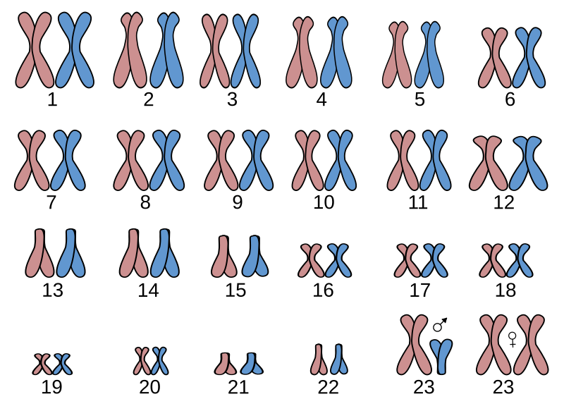 File:Human karyogram.svg