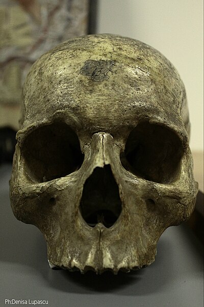 File:Human skull1.jpg