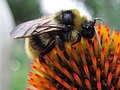 Bir Ekinezya türü üzerinde yaban arısı (Bombus sp.)