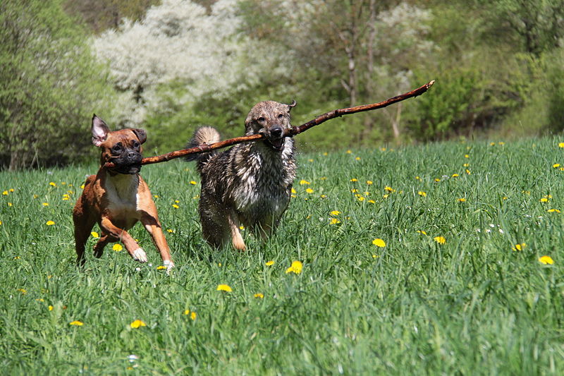 File:Hunde 2013-05-05-2808.jpg