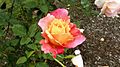 Rosa 'Girona' a Bush's Pasturi Park Rose Garden, Oregon