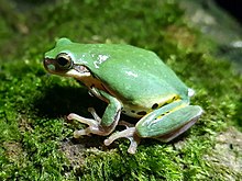 Hyla simplex.jpg