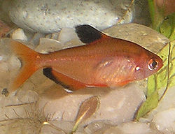 Serpae tetra (Hyphessobrycon eques)