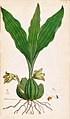 Sudamerlycaste barringtoniae Illustration in: James Edward Smith and James Sowerby: Icones pictae plantarum rariorum descriptionibus et observationibus illustratae (1790-1793)