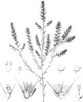 Thumbnail for File:Iconography of Australian salsolaceous plants (1889) (20719980526).jpg